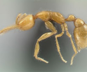 Marstan gelmiş karınca